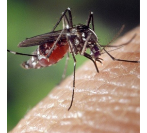 Anti-moustiques