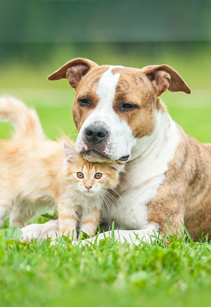 Etamine du lys dit non aux tests sur les animaux.