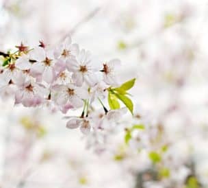 Branche de fleurs de cerisier