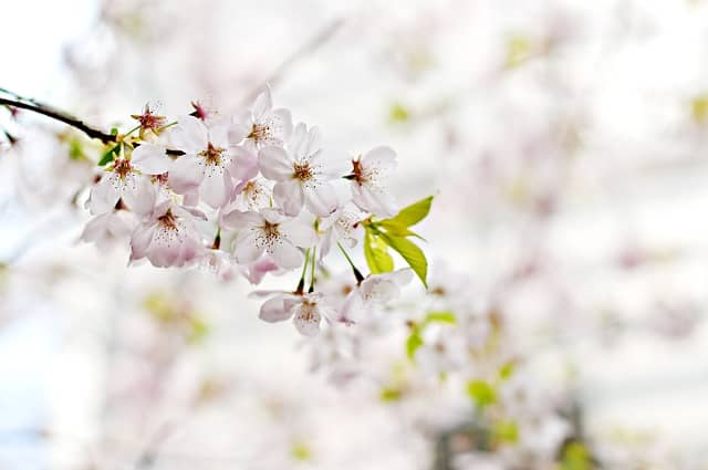 Branche de fleurs de cerisier